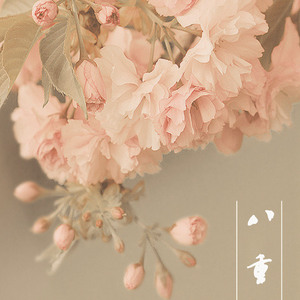 さくらさくら（翻自 仓木麻衣）