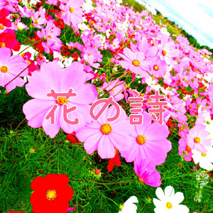 花の詩