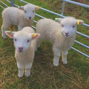 绵羊长大会变成羊肉串