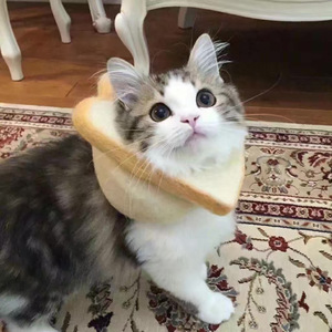 今をかける少女