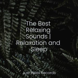 Sororal Symphony's Descent