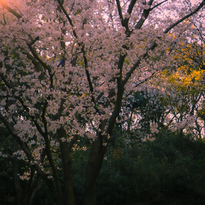 我在凌晨三点开始想你