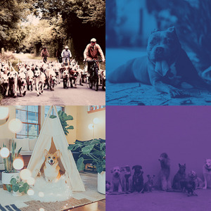 一尘不染小狗印象数