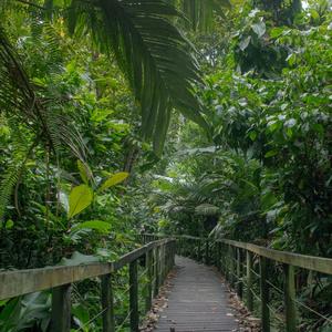 Jungle