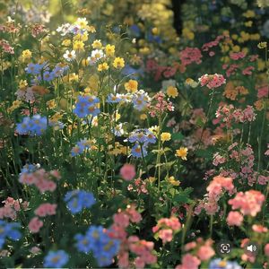 蒋盛-整曲 伴奏