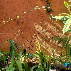 看早晨的天，看傍晚的云（+唐寅诗一）