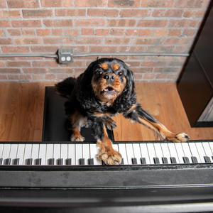 Canine's Comfort in Melodic Arms