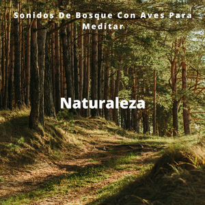 Reconfortantes Sonidos De Aves