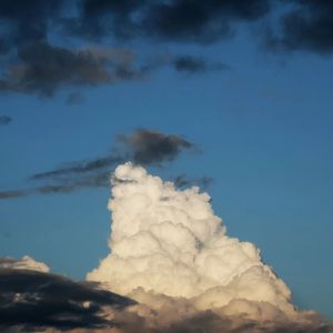 Rose will bloom all the time