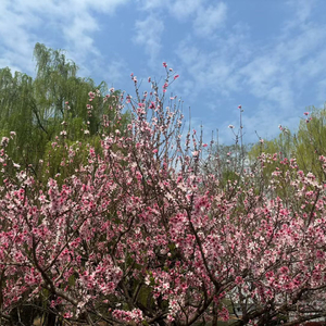 恋人心@浅浅.wav