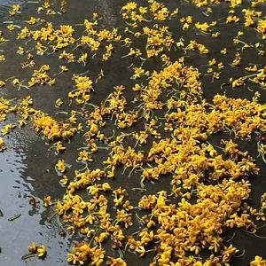 月亮代表我的心