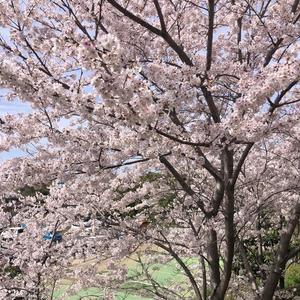 kokoro (feat. scruff)