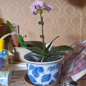 忍道 （Take1ver0.1）