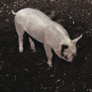 终结（prod by FRESH_ye）