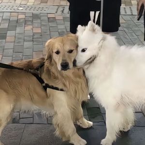 马上就要过年 (四川话rap)