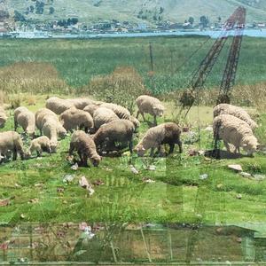 Cantoras que cruzan el Titi