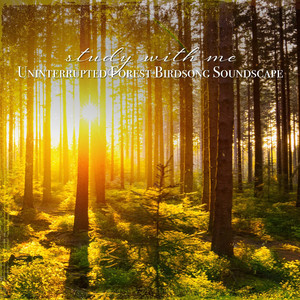 Uninterrupted Forest Birdsong Soundscape, Pt. 3