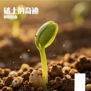 破土的奇迹