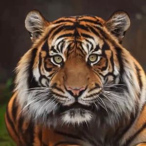 Ты мой тигр