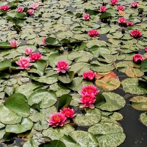 Die Windmühlen von Kinderdijk -zweiter Satz