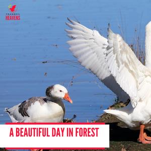 Danky Evening Forest