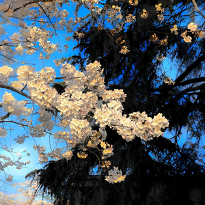 橘子味汽水的热恋