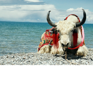 一个西藏（Cover）