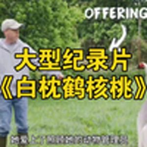 大型纪录片《白枕鹤核桃》