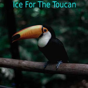 Ice For The Toucan