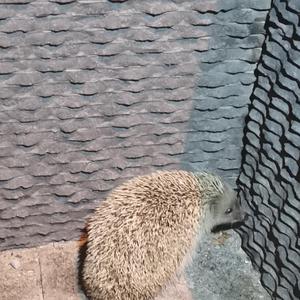 1980年代的爱情_九日