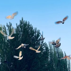 xihaba （西河呗）