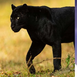 Bdecab56bb1addf79ca4e59030dfb