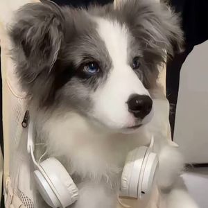 小狗【prod.dyMorrow x IOF】