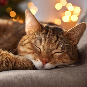 Melodías Pacíficas Para Gatos Contentos