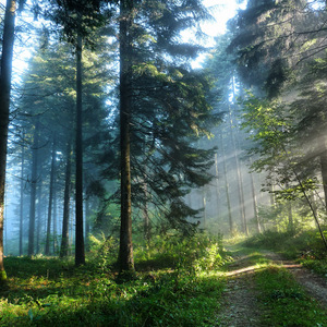 Who The Forest Heard
