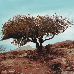 Yaprak (feat. Duygu Özay)