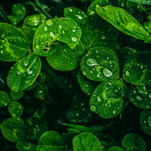 Serenity Of The Seas