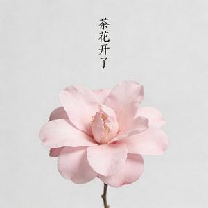 茶花开了