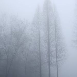 冬烛