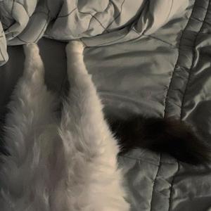 For ya(超甜女版)