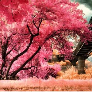 童话镇（翻自 暗杠）