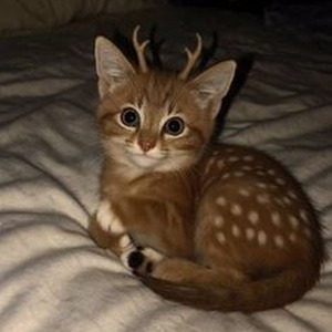 Chickenhead (sped up)