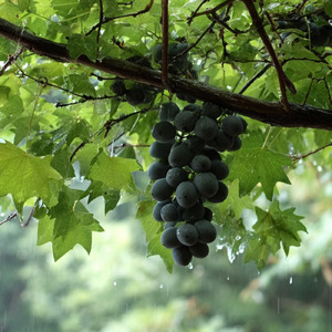 Rain on Grapes