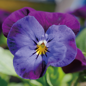 내 맘에 (in my heart)