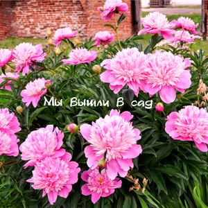 Слушайте если хотите