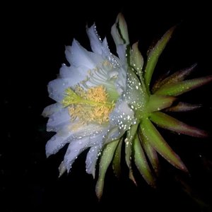 无题（翻自 陈亮）