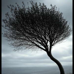 Sarı Siyah Bodur Petunya