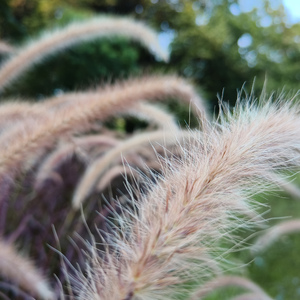 闪耀的星 (自然钢琴曲)