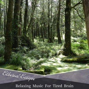 Reflections of a Calm Lake