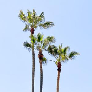 Palms